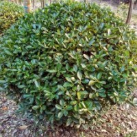 大量供應(yīng)大葉黃楊