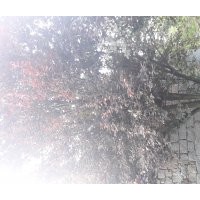 出售大規(guī)格紅葉李，電話15966192988質(zhì)量一級(jí)