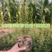 火棘苗 火棘球 火棘杯苗
