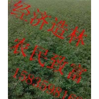 50公分高花椒苗，一年花椒苗，花椒苗經(jīng)濟(jì)價(jià)值，0.4-0.7粗大紅袍