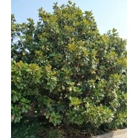 廣玉蘭15-19-20-22公分