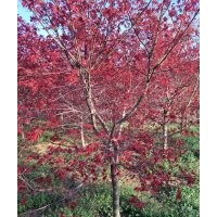 日本紅楓5-6-7-8公分