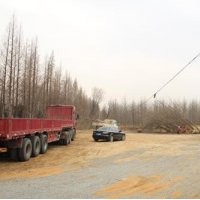 邳州15公分銀杏樹價格、15公分銀杏樹價格、興隆銀杏(多圖)