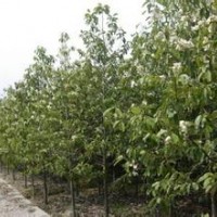 10公分含笑價格南京含笑基地