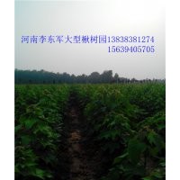 周口太康楸樹5、6、7、8、公分楸樹、楸樹便宜