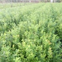 組培藍(lán)莓樹苗苗圃直銷1-3年苗苗圃直銷