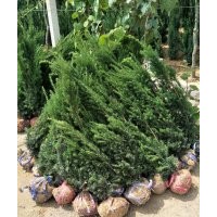 紅豆杉1-1.2-1.3米