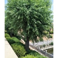 柳樹(shù)30公分