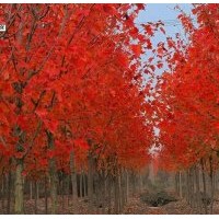 美國(guó)紅楓系列