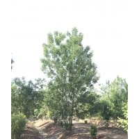 山東叢生白蠟樹 景觀樹 無(wú)花果 造型樹