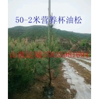 1-1米5營養(yǎng)杯油松，營養(yǎng)杯油松價格，營養(yǎng)杯油松繁育基地