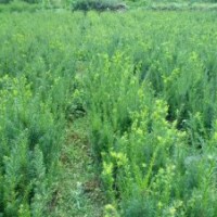 曼地亞紅豆杉地苗