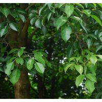 安徽區(qū)域供應香樟