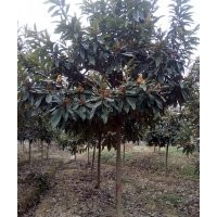 安徽肥西供紫薇、桂花、櫸樹、烏桕、女貞、欒樹等