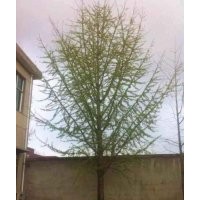 銀杏樹銷售旺季來臨，基地直銷