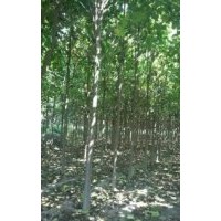 周口楸樹，天下聞名，美化環(huán)境，樹木之王