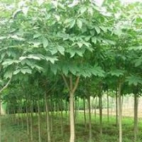 長期提供10公分七葉樹價(jià)格 南京七葉樹基地