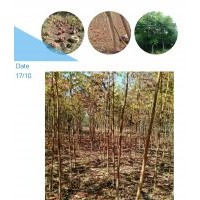 火炬樹(shù)，河北火炬樹(shù)