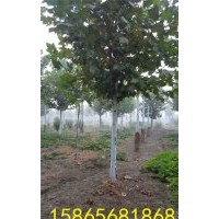 15公分2年冒的精品法桐價(jià)格