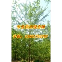 銀杏樹價格_宏松苗木_30公分實(shí)生銀杏樹價格