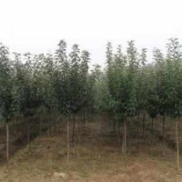 供應(yīng)山東地區(qū)海棠等綠化苗木