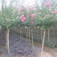 山東紫薇基地價格，5公分8公分3公分速生紫薇報價
