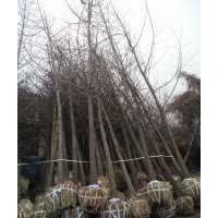 12公分銀杏樹(shù)