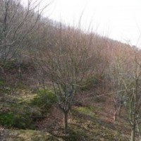 浙江雞爪槭，新昌雞爪槭基地直銷