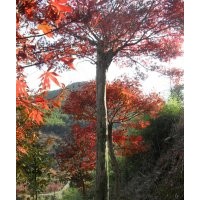 浙江紅楓基地，雞爪槭，紅楓大小苗