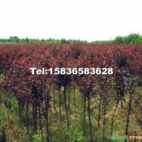 2--3公分柳樹 4--8公分紫葉李