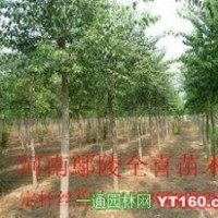 8--10公分三角楓 五角楓