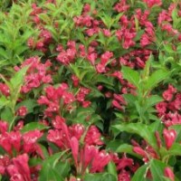 郡琳?qǐng)@藝大量供應(yīng)，水荀子，連翹，紅王子錦帶，紅潤(rùn)木，等多種喬