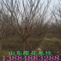 櫻花基地--低價(jià)直銷