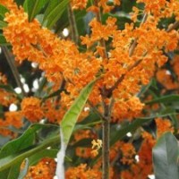 供應(yīng)桂花苗 廣西牌桂花樹 丹桂 四季桂 銀桂 八月桂等品種