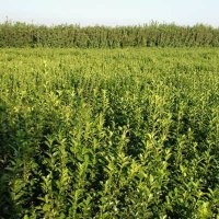 3.5萬(wàn)株衛(wèi)矛