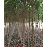 11公分大葉女貞 11公分大葉女貞