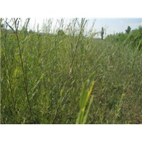 供應(yīng)沙柳苗 檉柳苗 饅頭柳