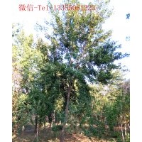 供應(yīng)大規(guī)格紅白玉蘭，黃櫨，流蘇，五角楓，杜梨等