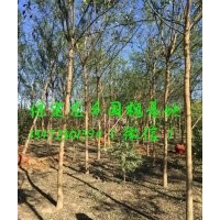 5公分國槐價(jià)格，5公分國槐(圖)