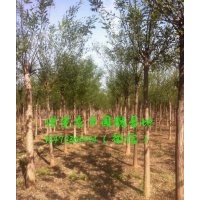 12公分國槐價(jià)格，12公分國槐樹