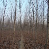 處理13公分法桐