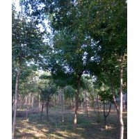 供紅白玉蘭，流蘇，黃櫨，五角楓