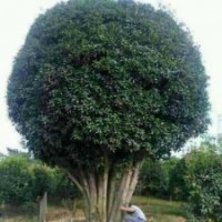 專(zhuān)供占地廣玉蘭，桂花，欒樹(shù)