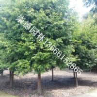 成都低價批發(fā)天竺桂