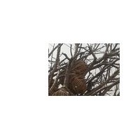 供應(yīng)2-10公分的櫻桃樹(shù) 蘋(píng)果樹(shù) 山楂樹(shù)，核桃樹(shù)