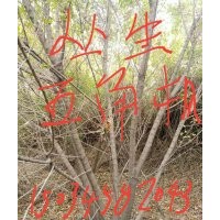 供應(yīng)五角楓，叢生五角楓