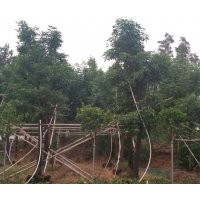 供應(yīng)15-17分秋楓，量大