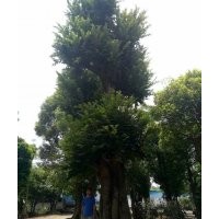 出售，樸樹103公分