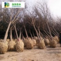 15公分國槐價格