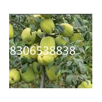 臨沂2016新品種木瓜苗獨(dú)家銷售